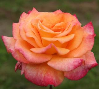 ARIZONA - dvoubarevná,velký voňavý květ,prostokořenná