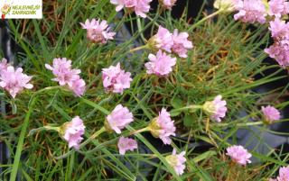 Armeria maritima - Trávnička 'MORNING STAR ROSE'  (kont. 9x9 cm)