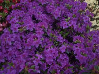 Azalka nízká fialová - Rhododendron obt. ' KONIGSTEIN ' (kont. 1,5 litrů)