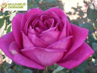 BIG PURPLE - růžová,krásně voní,prosto kořenná