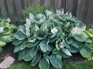 Bohyška - Hosta 'ABIQUA DRINKING GOURD´ (kont. 9x9 cm)