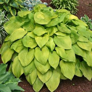 Bohyška -  Hosta ´AUGUST MOON´(kont. 9x9 cm)