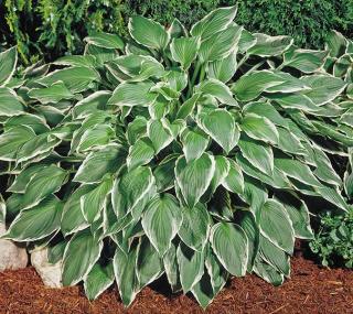 Bohyška - Hosta undulata ´ALBO MARIGINATA´ (kont. 9x9 cm)