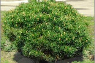 Borovice černá (kmínek 40-50 cm)  - Pinus nigra ´BREPO´ (kont. 5 litrů)