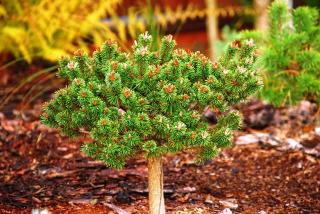 Borovice kleč - Pinus mugo 'MINIMA KALOUŠ' (kont. 2 litry)