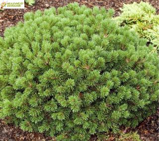 Borovice kleč - Pinus mugo ´MOPS´ (kont. 2 litrů)
