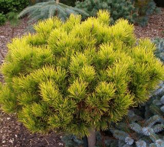Borovice kleč  - Pinus mugo 'WINTERGOLD' (kont. 2 litry)
