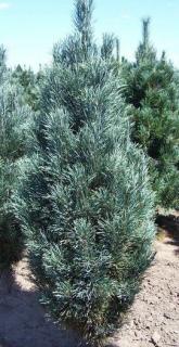 Borovice lesní - Pinus sylvestris ´FASTIGIATA´ (kont. 2 litry)