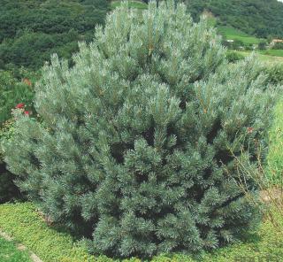 Borovice lesní - Pinus sylvestris 'WATERERI' (kont. 2 litry)