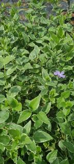 Brčál menší - Vinca minor ´AUREOVARIEGATA´ (kont. 10cm)