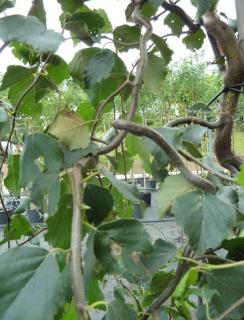 Bříza bělokorá (kroucená bříza) - Betula pendula  'SPIDER ALLEY' (kont. 7,5 litrů)