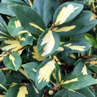 Brslen  Fortuneúv - Euonymus fortunei ' SUN SPOT ' (kont. 9x9 cm)