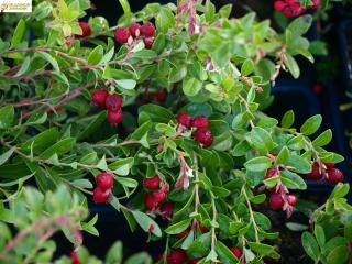 Brusinka - Vitis idaea 'RED PEARL' (kont. P 11)