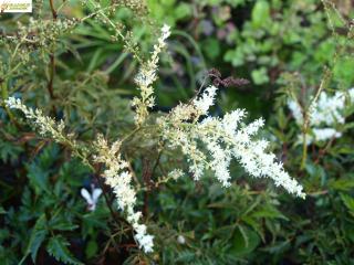 Čechrava bílá (nízká,dorůstá do 20cm ) - Astilbe x arendsií  ´ASTRY WHITE´(kont. 9x9 cm)