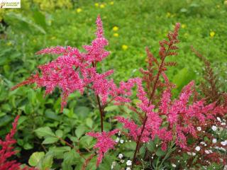 Čechrava růžová  - Astilbe x arendsii  ´ASTARY ROSE´(kont. 9x9 cm)