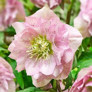 Čemeřice východní - Helleborus or. ´DOUBLE ELLEN PINK´(kont. 1 litr)