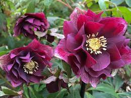 Čemeřice východní - Helleborus or. ´DOUBLE ELLEN RED´(kont. 1 litr)