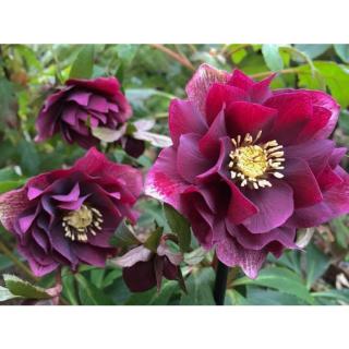 Čemeřice východní - Helleborus or. ´PRETTY ELLEN PURPLE´(kont. 1 litr)