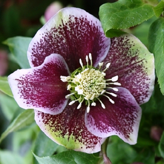 Čemeřice východní - Helleborus or. ´PRETTY ELLEN SPOTED´(kont. 1 litr)