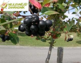 Černý jeřáb - aronia x prunifola 'NERO' (kont. 1,5 litrů)