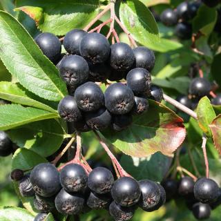 Černý jeřáb - Aronia x prunifolia 'VIKING' (kont. 1 litr)