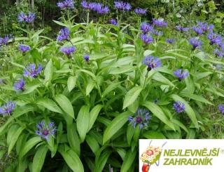 Chrpa velkokvětá - Centaurea montana ´GRANDIFLORA´