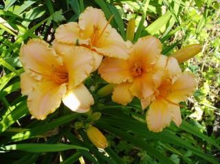 Denivka - Hemerocallis 'BALI HAI' (kont. 1,5 litrů)