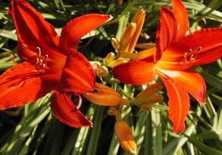 Denivka - Hemerocallis ´CAMPHIRE EMBERS´ (kont. 1 litr)