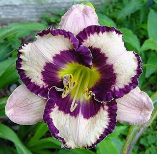 Denivka - Hemerocallis ´EXOTIC TREASURE´(kont. 1 litr)