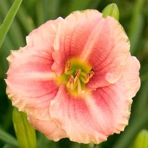 Denivka - Hemerocallis 'LITTLE ANNA ROSA' (kont. 1 litr)