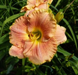 Denivka - Hemerocallis long. ´MARMELADE´(kont. 1 litr)