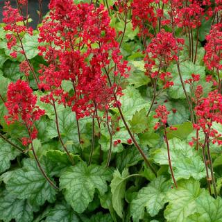 Dlužicha  - Heuchera brizoides 'Pluie de Feu' (kont. 9x9 cm)