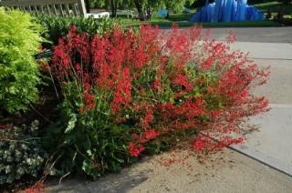 Dlužicha krvavá - Heuchera sanguinea 'CORAL FOREST' (kont. 1 litr)