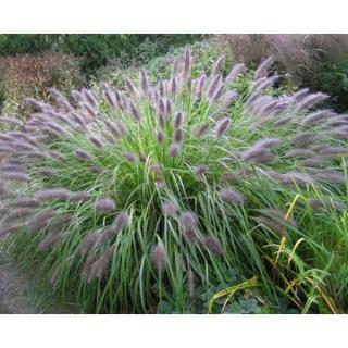 Dochan,vousatec - Pennisetum viridescens (kont. 2 litry)