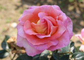 ELITE - růžová,silně voní,vhodná na záhon i k řezu