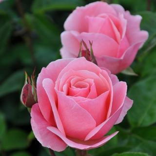 ELIZABETH - světle růžová,sladce voní,na záhon i křezu