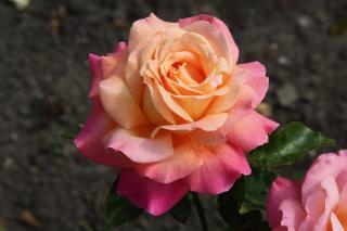 GLORIA DEI - růžovooranžová,velký květ,prostokořenná