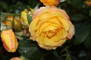 GOLDEN MEDAL - žlutá,voňavá,velký květ, prostokořenná