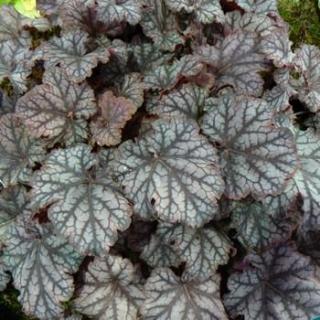 Heuchera hybrid 'NEPTUNE' (kont. 9x9 cm)