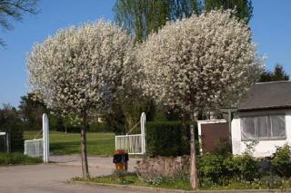 Hloh jednosemenný - Crataegus monogyna ´COMPACTA´ (km.100 cm, kon. 5 litrů))