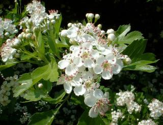 Hloh jednosemenný - Crataegus monogyna (keř, kont. 2 litry)