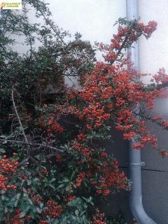 Hlohyňe šarlatová (červená) - Pyracantha cocinea 'RED COLUMN' (kont. 9x9 cm)