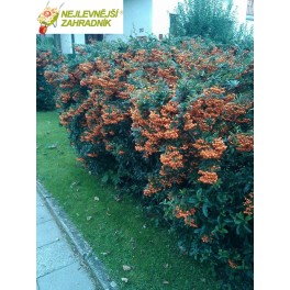 Hlohyně šarlatová (oranžová) - Pyracantha 'ORANGE GLOW' (kont. 9x9cm)