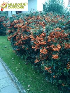 Hlohyně šarlatová ( žlutooranžová ) - Pyracantha coc. ' GOLDEN CHARMER' (kont. 9x9 cm)