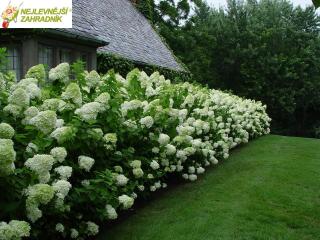 Hortenzie latnatá - Hydrangea pan. 'LIMELIGHT' (kont. 9x9cm)