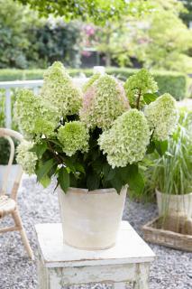 Hortenzie latnatá - Hydrangea pan. ´LITTLE FRAAISSE´(kont. 9x9 cm))