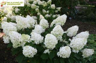 Hortenzie latnatá - Hydrangea pan. ´SILVER DELLAR ' (kont. 2 litry)