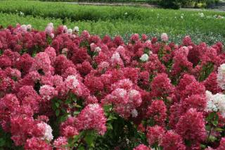 Hortenzie latnatá - Hydrangea paniculata ´DIAMANT ROUGE´(kont. 3 litry)