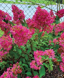 Hortenzie latnatá - Hydrangea paniculata 'EARLY SENSA´ (kont. 2 litry)