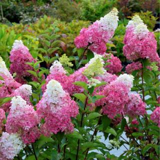 Hortenzie latnatá - Hydrangea paniculata ´FRAISSE MELBA´ (kont. 2 litry)